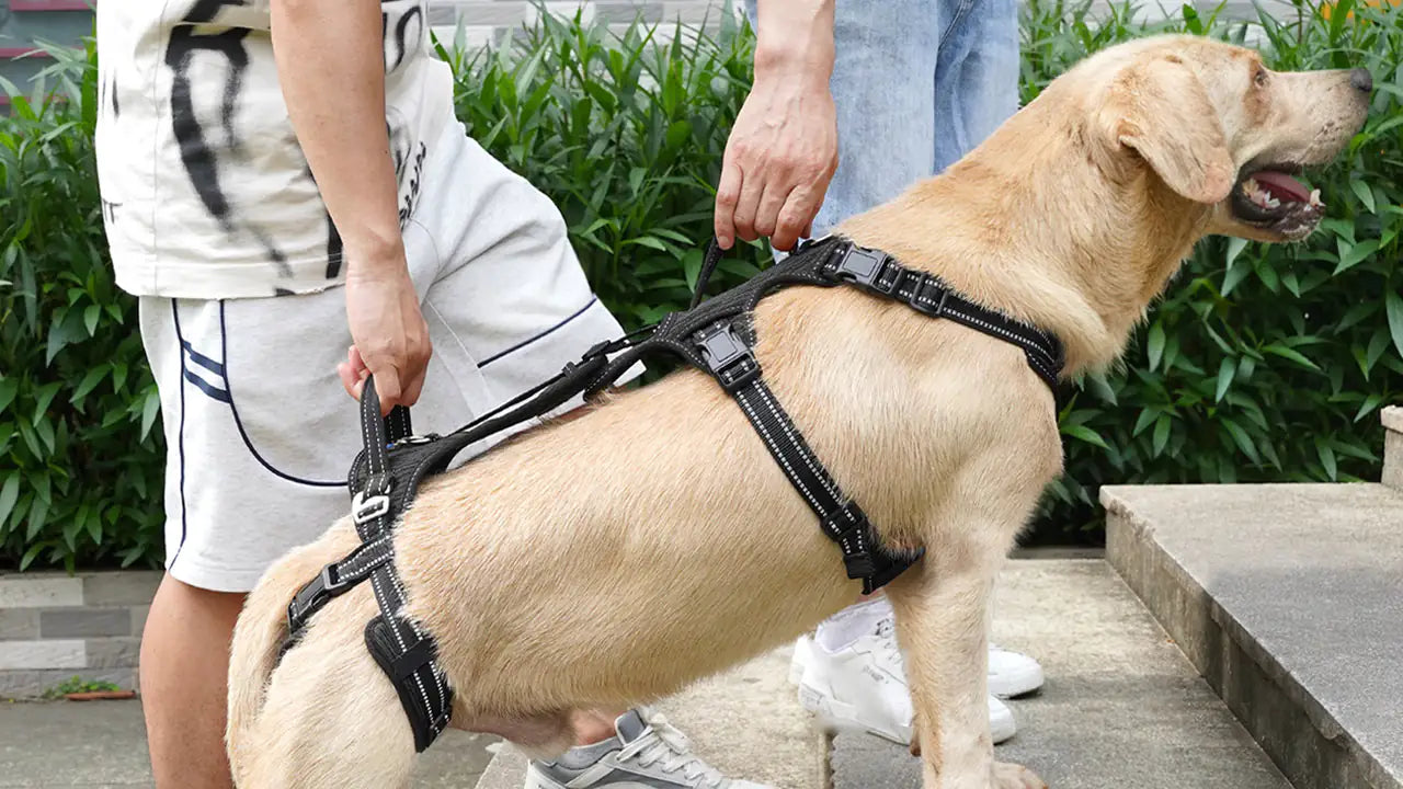 Dos personas sujetan por las asas a un labrador con el arnés negro de dos piezas