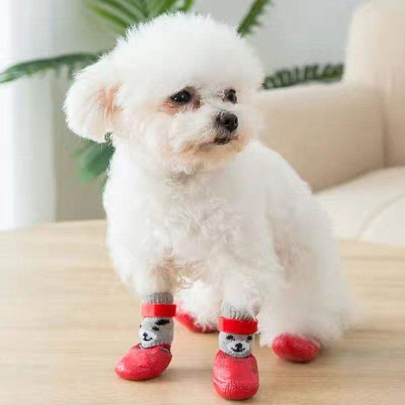 Perro pequeño blanco de pie sobre un suelo de madera con cuatro calcetines rojos con agarre y cierre de velcro