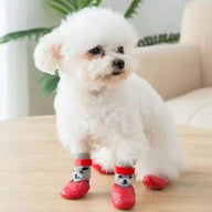 Perro pequeño blanco de pie sobre un suelo de madera con cuatro calcetines rojos con agarre y cierre de velcro