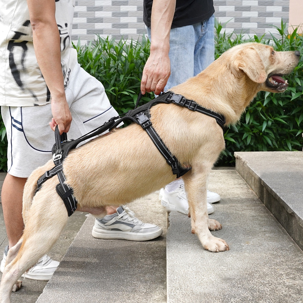 Dos personas sujetan a un labrador en unas escaleras exteriores, una por el asa de la pieza delantera del arnés negro y otra por el asa de la pieza trasera