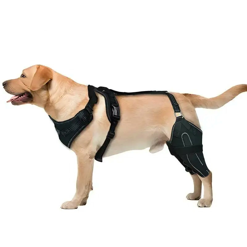 Labrador de pie con el soporte negro: arnés de pecho unido con una correa a la rodillera de la pata trasera